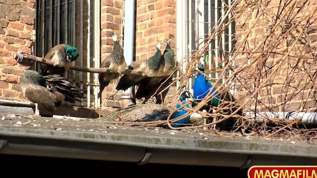 "Melanie, Olga, Sonja, Brigitte, Jennifer, Robert, David, Rainer, Jens, Ralf, Chris" mature, roleplay, nuns Mönche mögen's heiss Magma