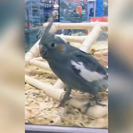 Erincarroll Tgfe Pet Store Adventure