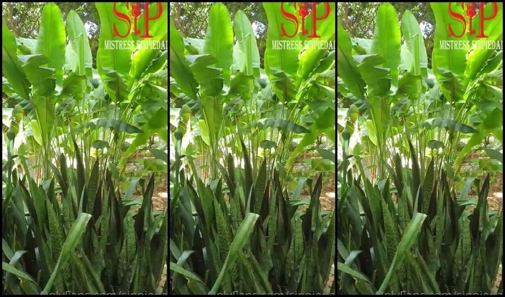 Mistress Sinpiedad Nicknamed Sinpiedad Onlyfans Tenerife Travel With My Slaves