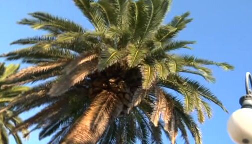 "Evita Pozzi, Elektra Parisi, Lara De Santis, Syria" All Sex, Oral, Straight, MILFs, Big Tits, Big Asses Il Senso Della Fica Show Time