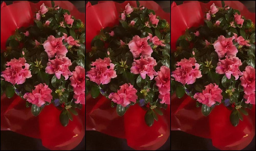 Mistress Gaia Grazieeee