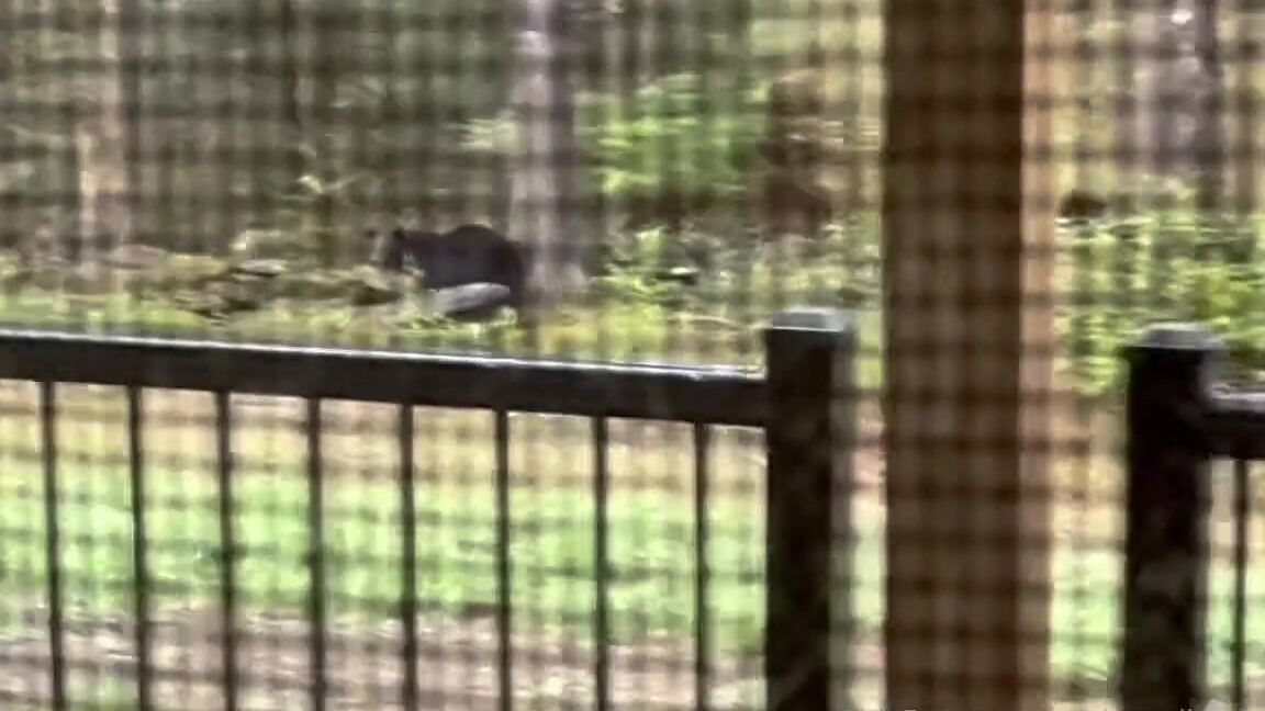 Longtoesally Nicknamed Longtoesally Stormy 05 07 2025 Onlyfans Video Look What Came To Vist Us Today