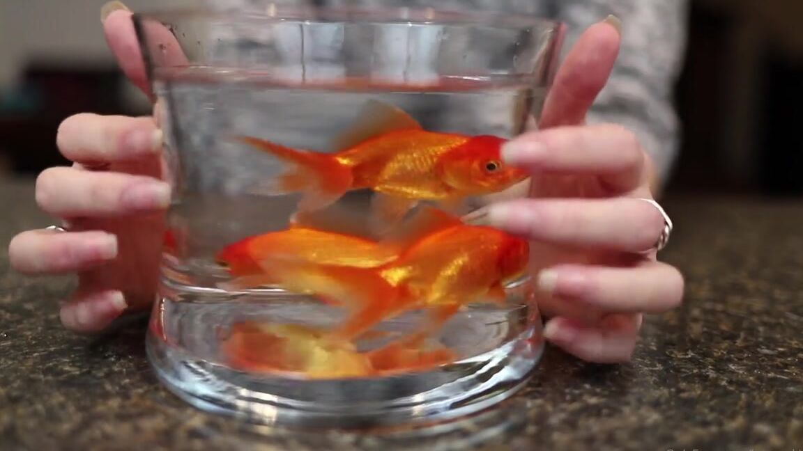 Lalalaura Nicknamed Lauras Kingdom 04 25 2020 Onlyfans Video Katies Goldfish Bowl Playtime