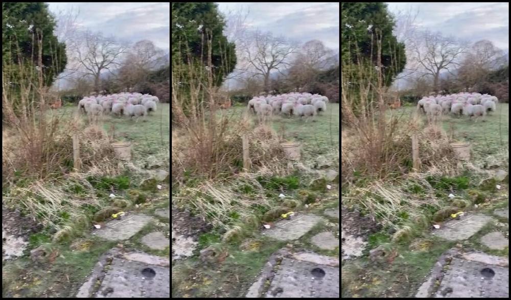 Ladydarkangeluk Onlyfans Chasing Sheep Out In My Dressing Gown