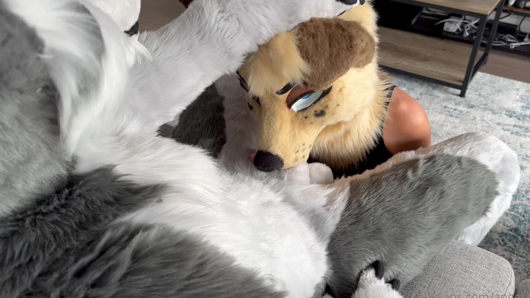 Angel Pups 517060504 Don T Talk With Your Muzzle Full Sweetie 04 A99A1574 Aa2E 4Dab B927 Fc7B22Ea4Bc9