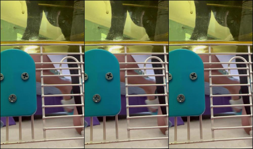 Goddesstalltasha 2814756143 03 23 2023 New Video Giantess Tasha S Pet The Rest I Ll Be Sending Out As A Ppv