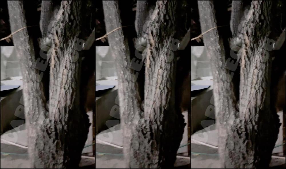 Carbaleon96 Playing Truth Or Dare And My Challenge Was To Exchange Milks With The Neighbor Carbaleon96 1080P