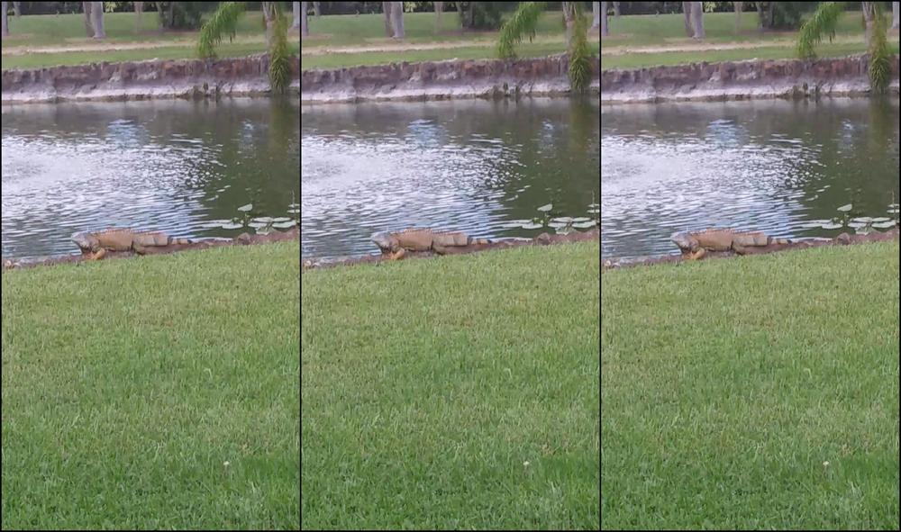 Tyler Steelxxx Big Lizard