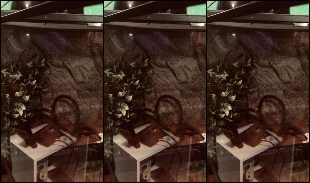 savannahsolo-14-04-2020-233030737-okay-so-to-be-clear-this-is-not-the-big-celebratory-500-subscribers-post-this-is-just-me