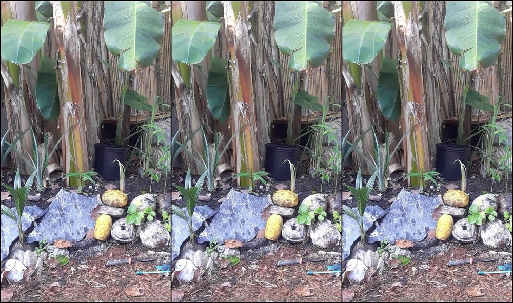 Nakedontheboard Planting Ginger In My Own Silly Way If You Like It Don T Forget To Tip Love You