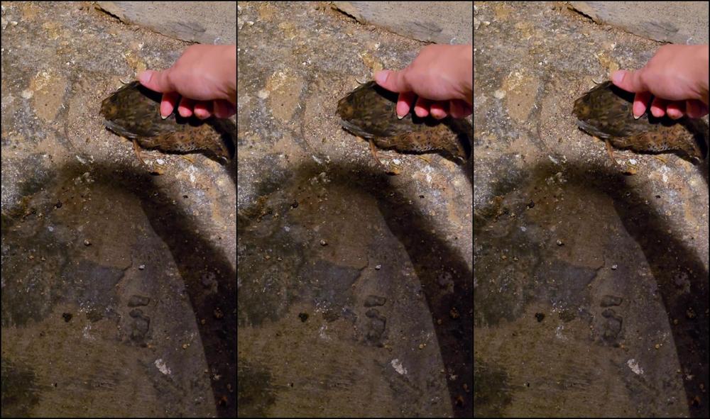 Your Submissive Doll 3639684460 01 09 2025 It Seems That I Have A Few More Small Friends To Look After