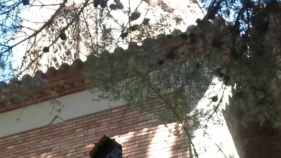 Anal Masturbation, Orgasms, Public Outdoor, Redhead, Squirt pareja2331 buy this video amp get all videos ManyVids