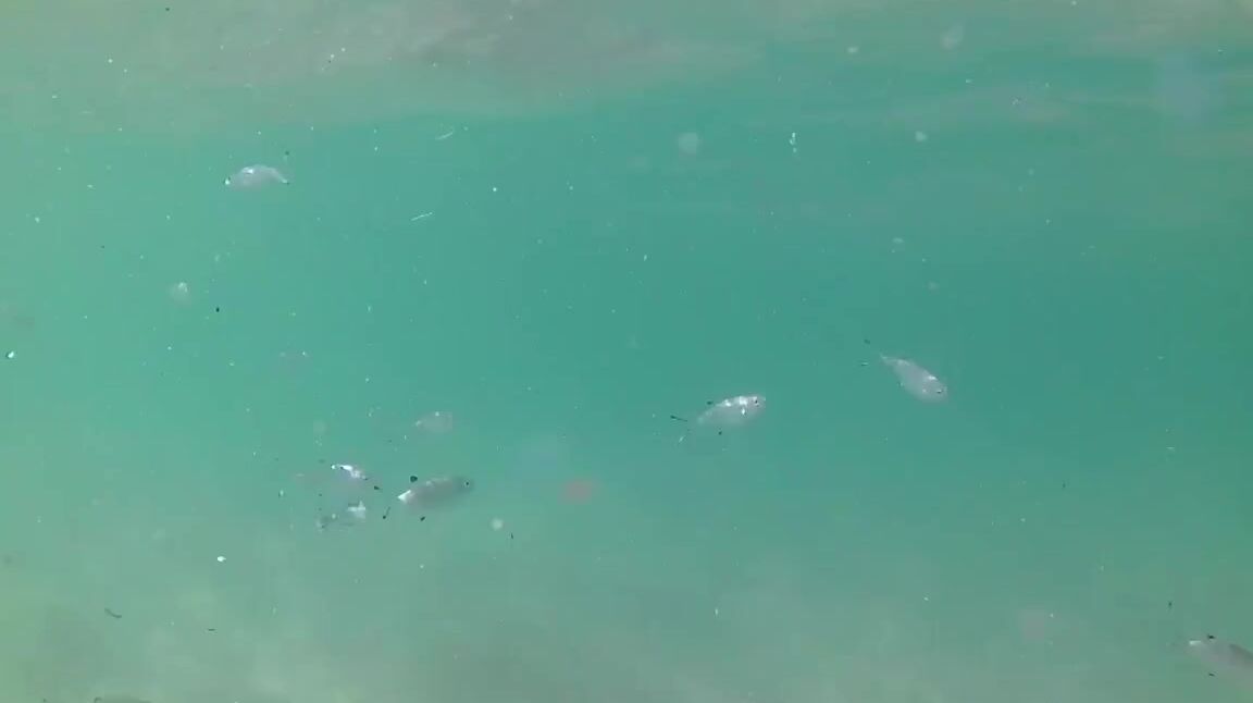 Kathianobilixx Findom 08 23 2017 Onlyfans Video Join Me Under Water