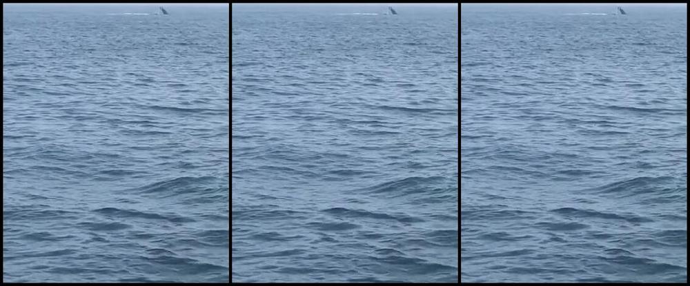 Ladydarkangeluk Onlyfans Been Whale Watching Today Awesome