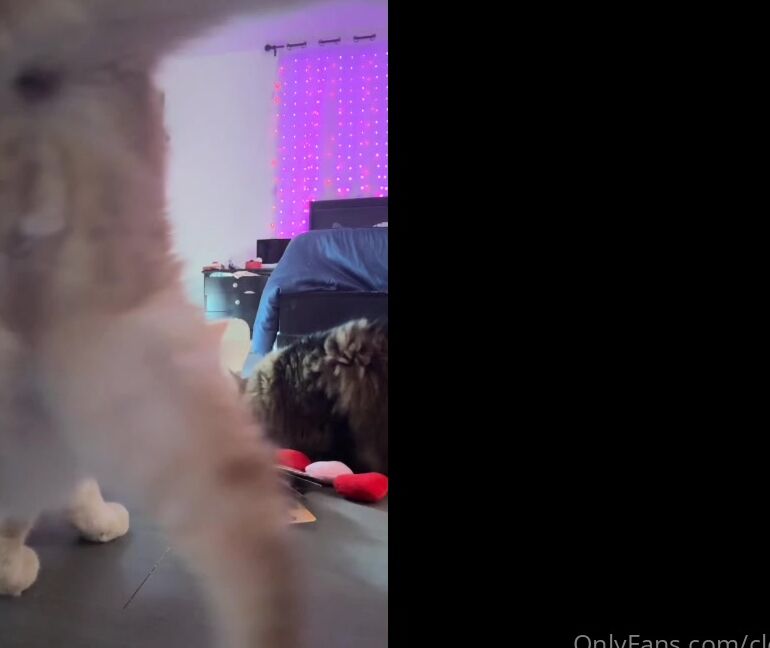 Clca69 2772277068 02 15 2023 Swissy And Kiki Got Their Cat Nip Box They Are So Happy It Always Brings Me