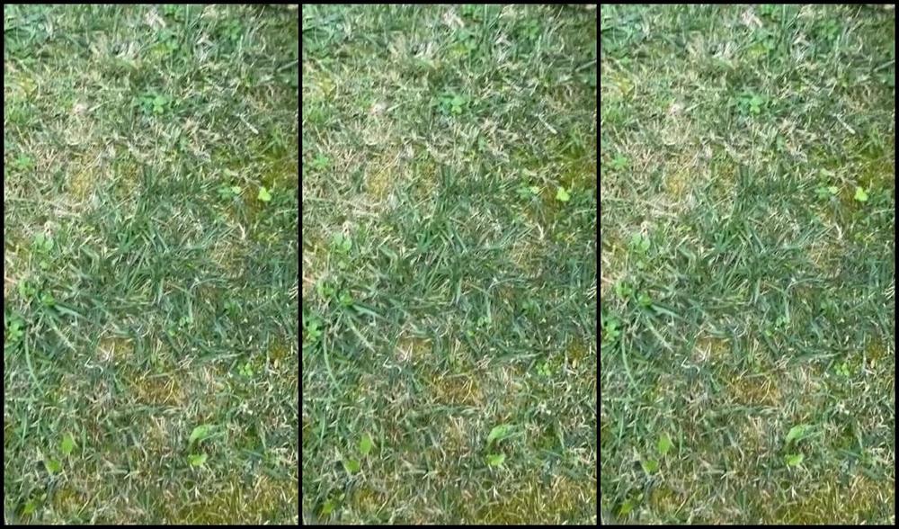 Miss Chanel Rodriguez Nicknamed Misschanelrodriguez Onlyfans La Lavandaia Di Miss Rodriguez