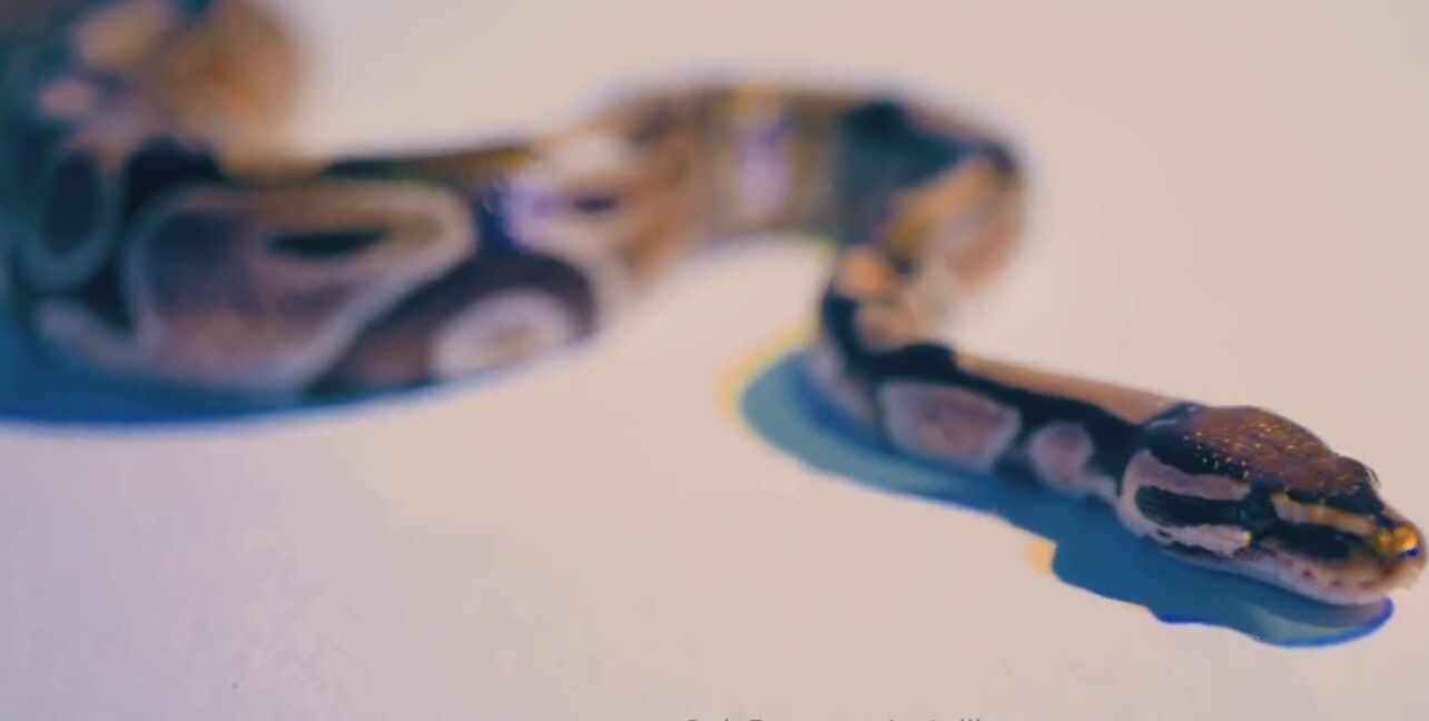 Natallie N Nicknamed Natallien Onlyfans Hii Happy To Have You Here Enjoy All This Latex Fetish Stuff That Makes