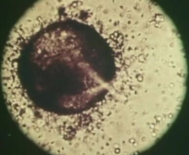 "Annette Haven, Bonnie Holiday, Donna Chrisaphina, Janet Ross, Pamela Yen, Roahne Alexander, Sharon Thorpe, Summer Brown, Susie Song Li, Tammy Van Upp, Barry Vane, Bob Carr, James Hong, Lee Williams, Lou Ganapoler, Todd Jones, Tom Douglass, Tyler Bay