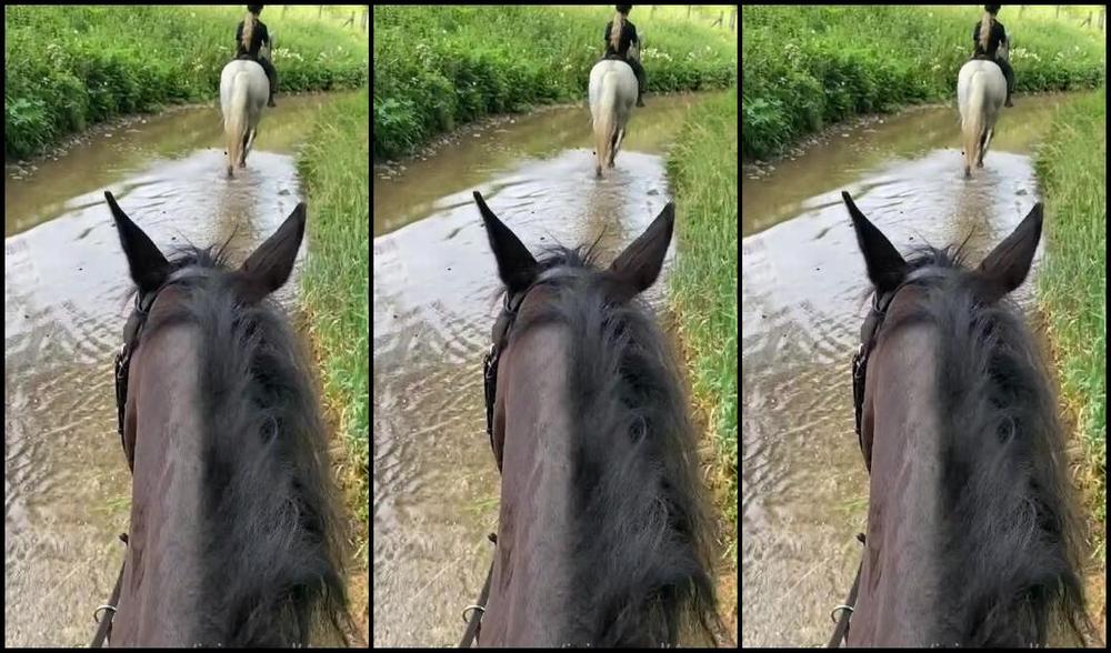 Vivienne L Amour Aka Vlproductionsuk Onlyfans Real Equestrian Mistress I Had A Huge Ex Hunting Horse On Friday He Was Amazing I Loved His Hu 6 4