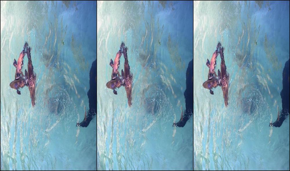 cheriedeville-02-04-2017-877807-beautiful-wild-baby-seals-from-my-new-zealand-trip