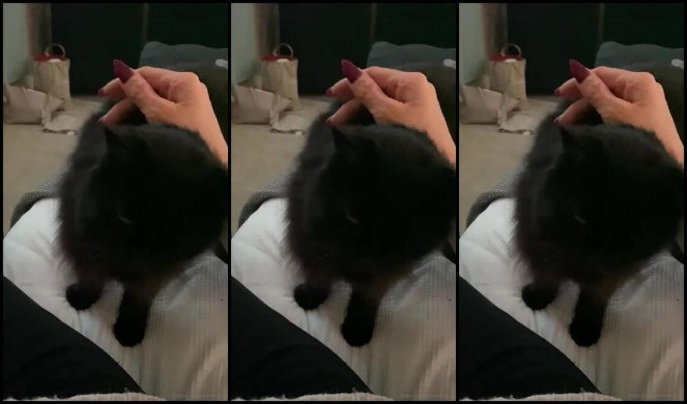 Ladydarkangeluk Onlyfans This Is My Oldest Fur Baby She S 12 In May Loves Her Cuddles One Minute Then Bats You One The Next