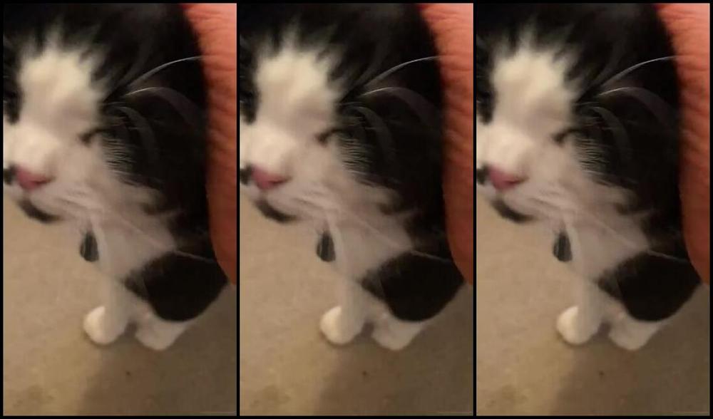 Ladydarkangeluk Onlyfans Video 112