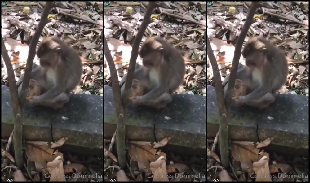 Goddessdommelia Onlyfans 125 Min Video Full Instagram Story Compilation From My Holiday To Bali See What Only My Closest T