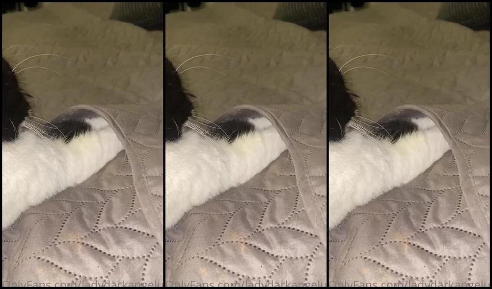 Ladydarkangeluk Onlyfans Good Morning Lol This Made Me Smile My Cat Belle Looks Like She S Warming Her Feet Up Under The