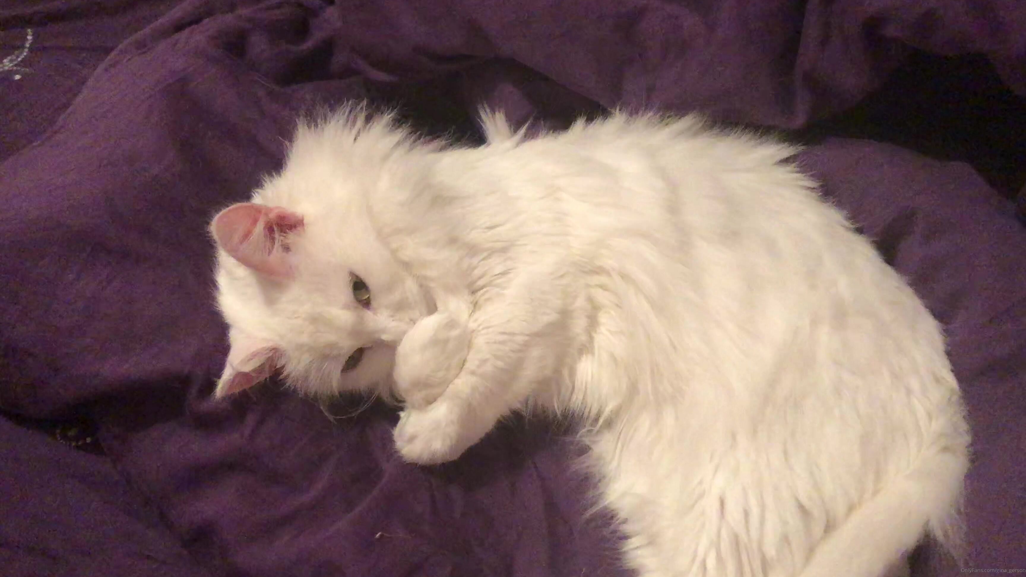 Gina Gerson It Is Beliash Cat Of My Mom She Is Girl