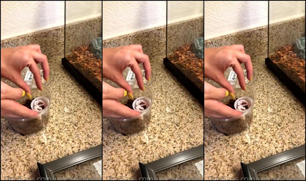 Msnikkidaylinn 893750358 09 14 2020 So I Did A Thing This Weekend I Bought My Very First Pet Snake Haha