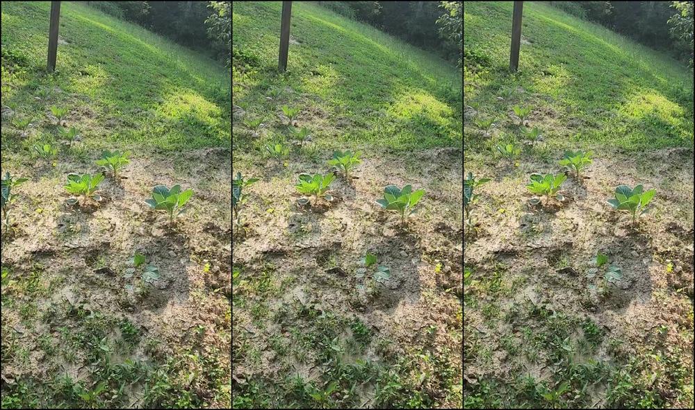 Xsamsinghx Quick Garden Check