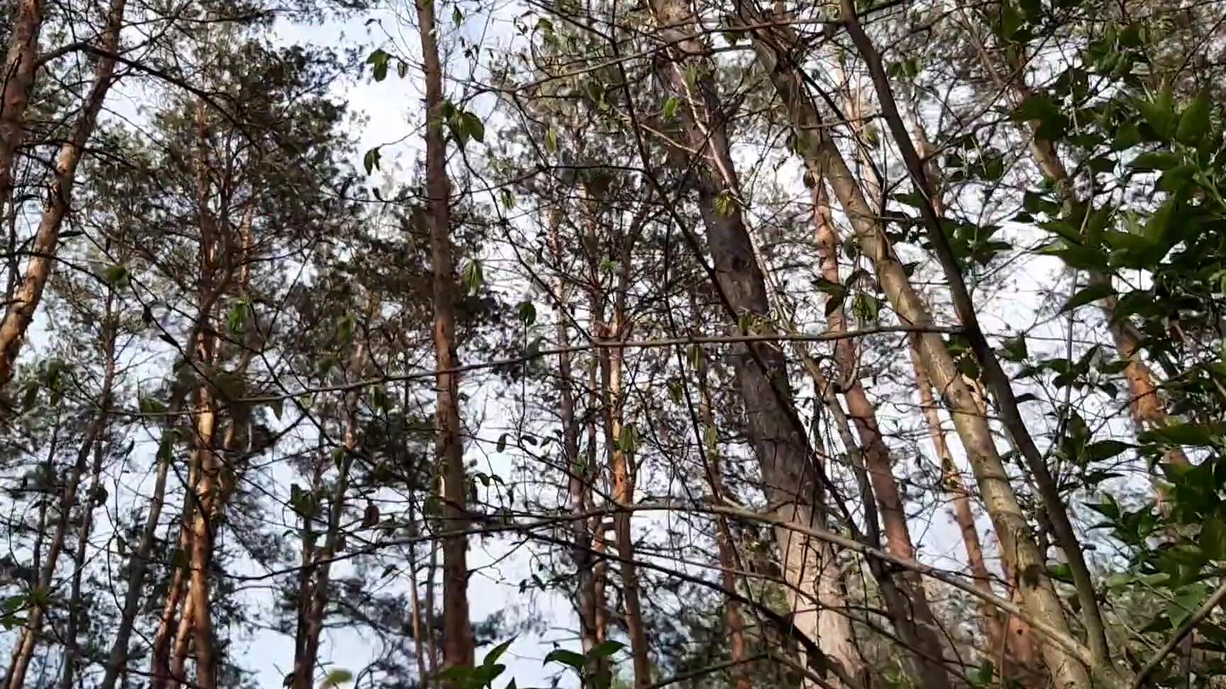 lesbian illusion Меня С Девушкой Застукала Прохожая В Лесу, Которая Наблюдала За Нашим Сексом - Lesbian_Illusion PornHubPremium