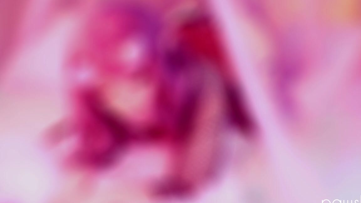 Pawslut Return Of The Succubus Be Mine Forever