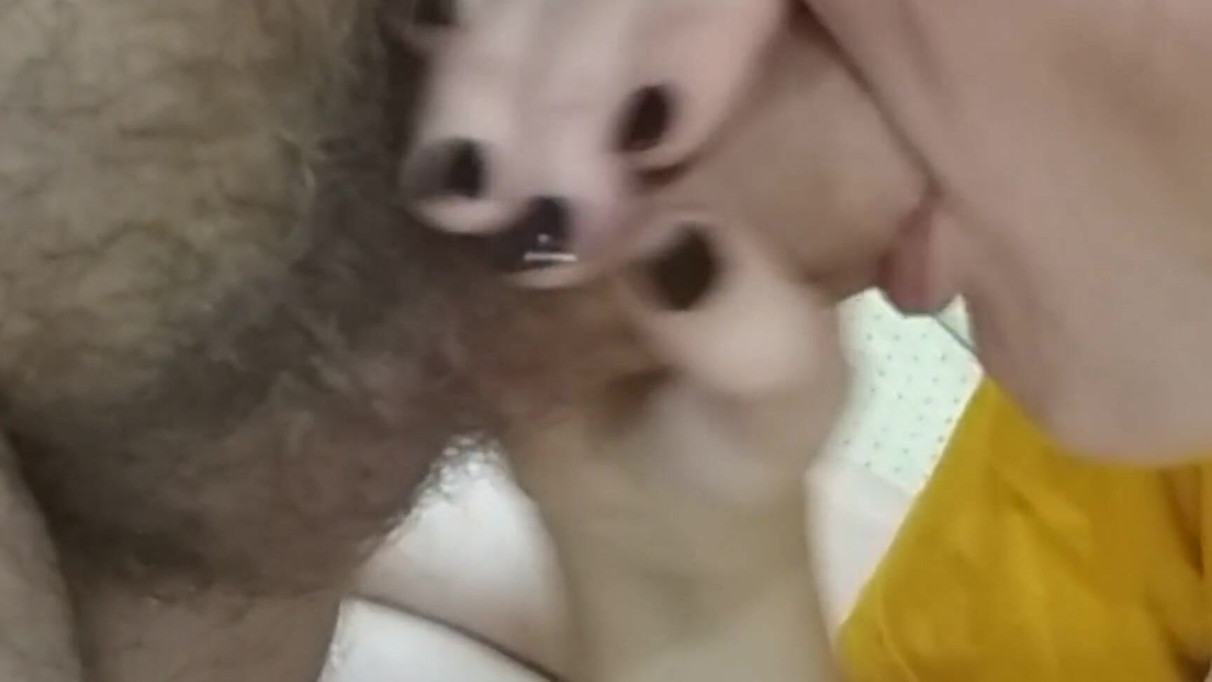 "2asai" Blowjob, Sloppy Blowjob, Close Up Blowjob, Close Up, Brunette, Latin, Suggest 2asai Blowjob compilation Pornhub