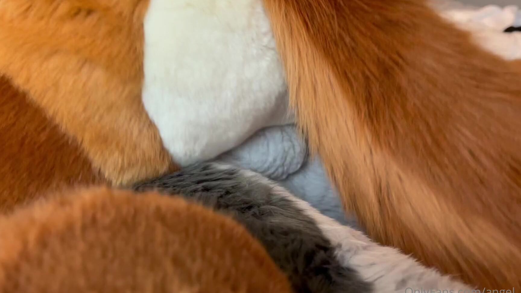 Angel Pups 336843169 Mocha And Storm Wins Sneak Peek Of What We Filmed Today 01 Ac1748Bf Dde3 42Fa A40A 3217A309431C