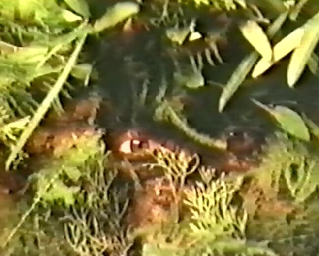 All Sex quotPUAKA SiteRip