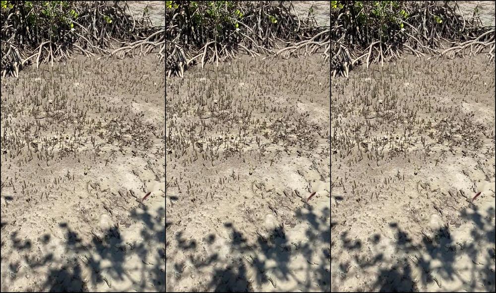 Aurora Angel 2021 09 23 At 23 14 Id 297668473415278592 Hash2 C2D4Bfe6E15E4C39255Bae54Be361786