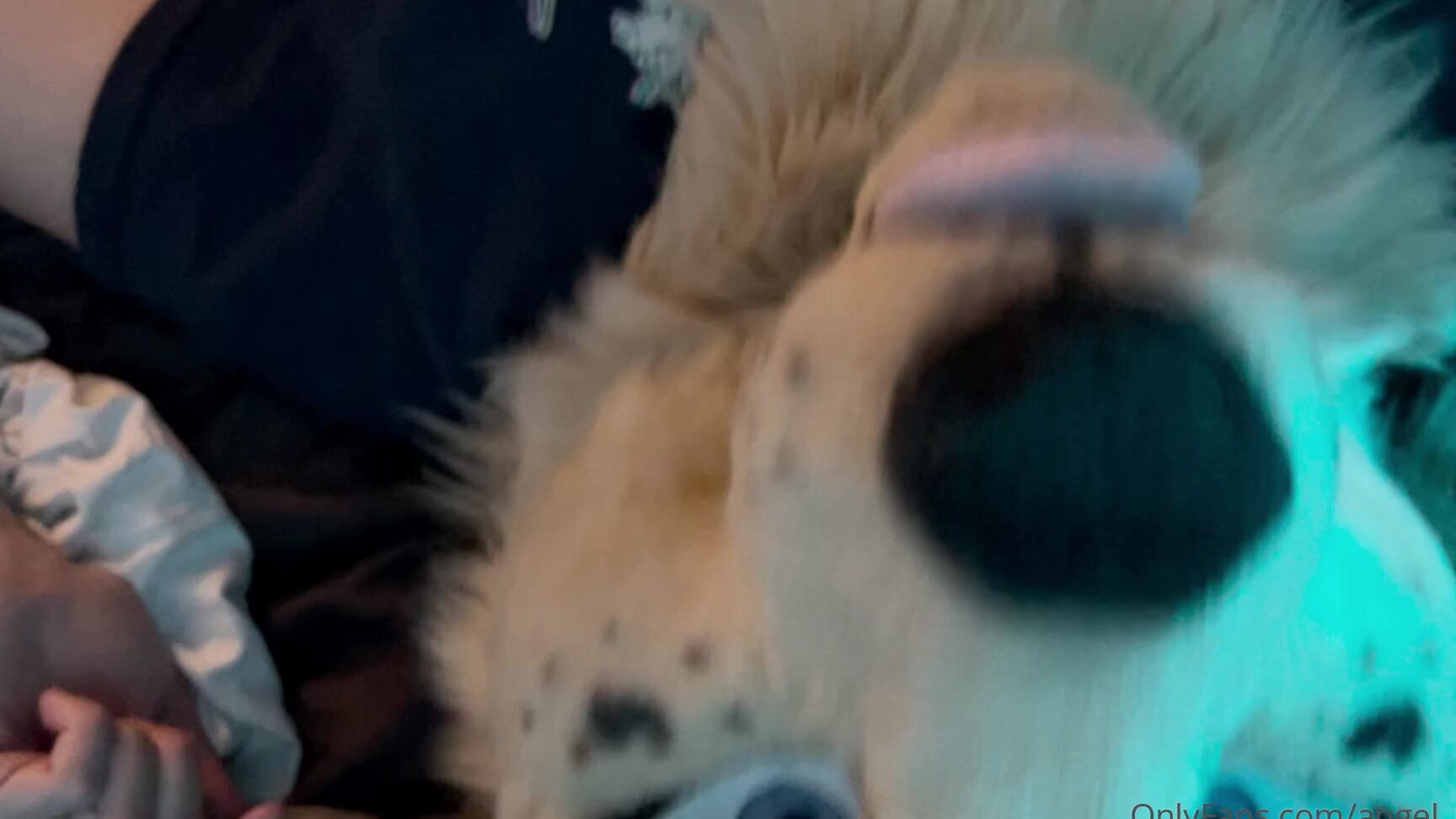 Angel Pups 224325337 Pick A Pov 02 623B1Cb1 B755 412F 9Dfd 70Feb24619E6