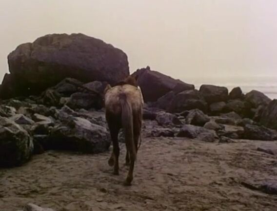 "Charles Hooper, Clair Dia, Frank Mauro, Georgina Spelvin, Judith Hamilton, Rhonda Gallard, Robert Rose, Sharon Thorpe" All Sex, Hardcore, Classic, Feature 3 A.M. 3 AM Time of Sexuality Metro / NuTech Digital