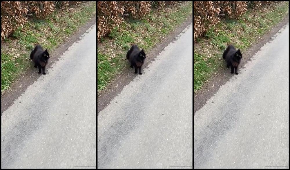 Ladydarkangeluk Onlyfans My Cat Is Obviously Going Crazy Too With This Lockdown As She Has Just Come With Us All The Way On