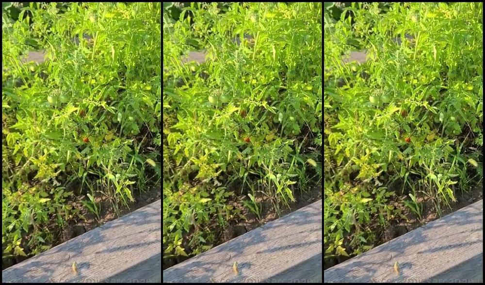 Missarcanaplus Nicknamed Missarcanaplus Onlyfans The Garden 4