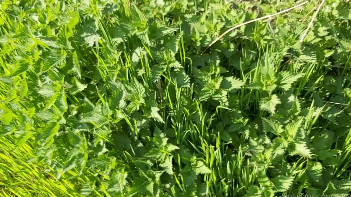 Lady Shayqoscuckoldress Nicknamed Ladyshay 04 21 2021 Onlyfans Video Meine Brennesseln Wachsen Und Gedeihen Prachtig Wer Die Wohl Zu Spuren Bekommt P