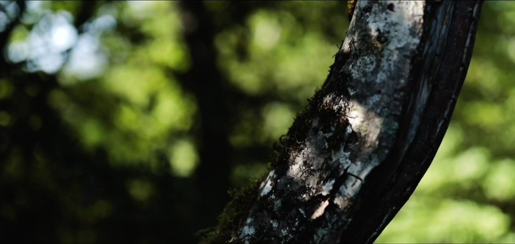 Valentine B 41161623 Video