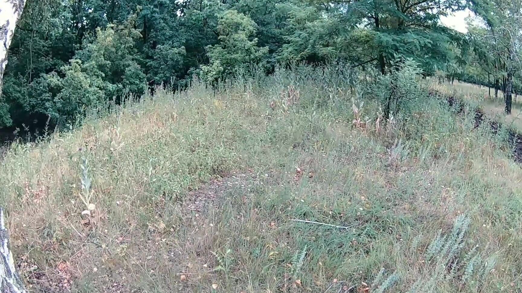 TabooRoom sex in the forest with a tabooroom Pornhub