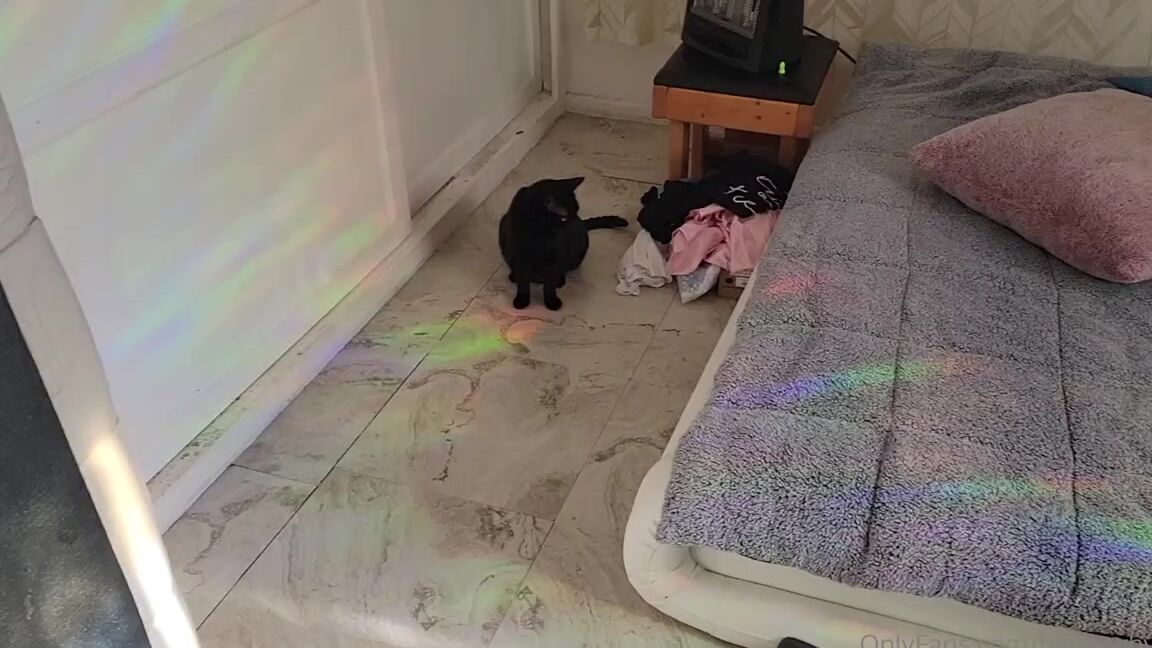 Beckywhyte Nicknamed Beckywhyte15 05 06 2021 Onlyfans Video He Must Have Top Quality Cat Food