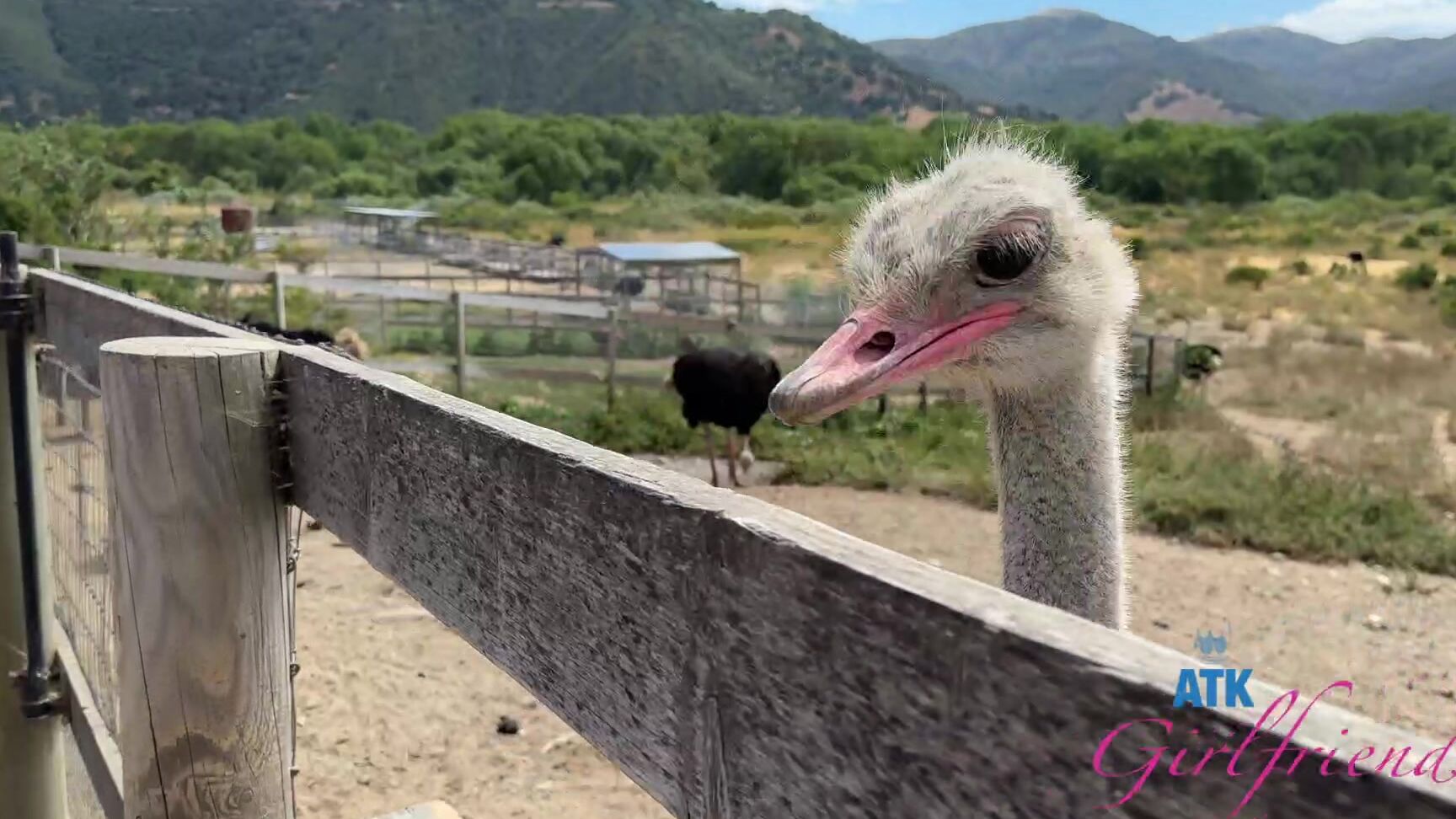 "Serena Hill" Blowjob, Footjob, POV Serena Hill №1 SiteRip