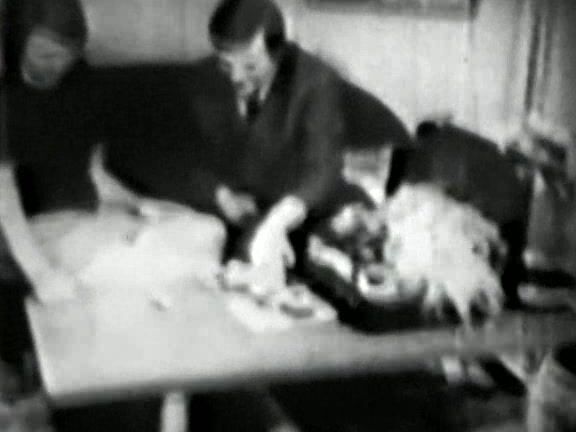 "Unknown" All Sex Classic Stags 100 1960's Blue Vanities