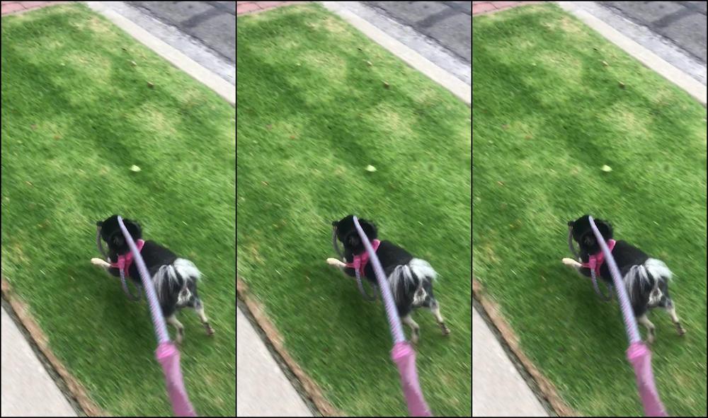 elenakoshkaxoxo-15-06-2018-10418662-she-walks-me-