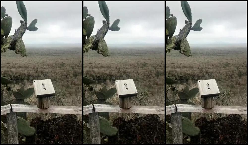 Mistress Enola Onlyfans I Found A Wormin The Jungle Lovely Trampling Just To Make It Clear That I Can Stand On You Whe C4Gp