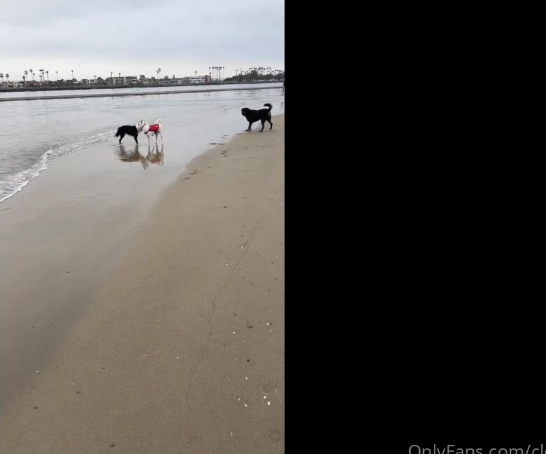 Clca69 2841953556 04 30 2023 Dog Beach Day With Tofu And Bagel Lunch Afterwards